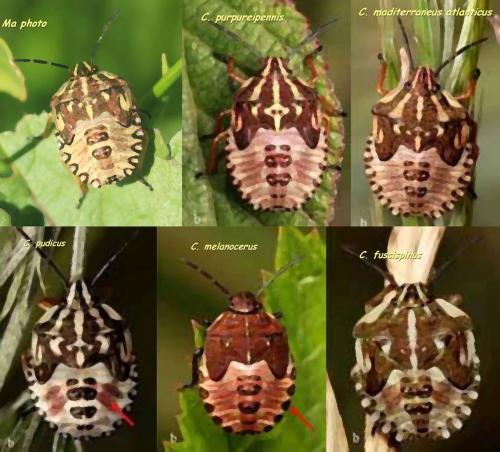 Réf. 349 721 : Carpocoris divers